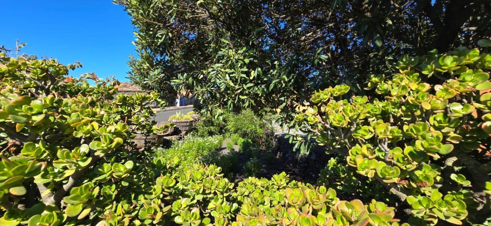 Vivienda Vacacional El Lagar, Bodega A Fuencaliente de la Palma Dış mekan fotoğraf